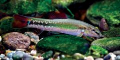 美丽小条鳅 Traccatichthys pulcher