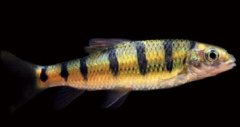 光唇鱼 Acrossocheilus fasciatus