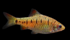 条纹小鲃 Puntius semifasciolatus