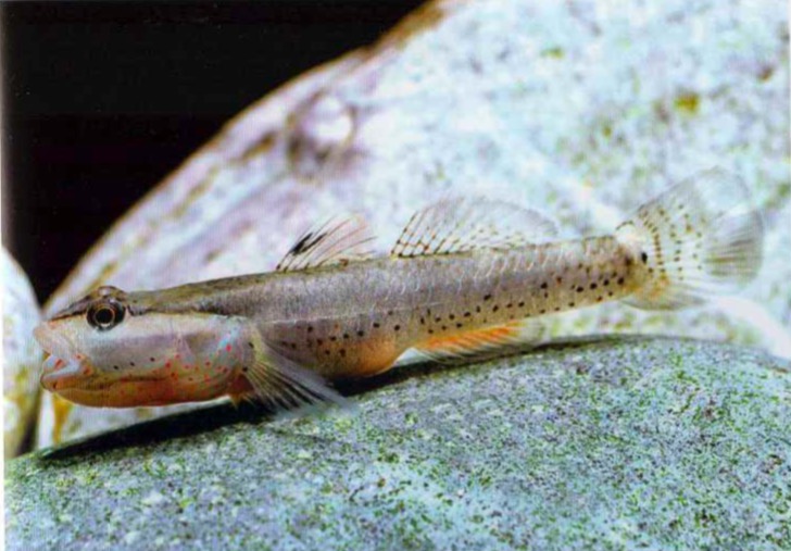 万泉河吻虾虎和陵水河吻虾虎对比