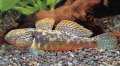 萨氏华黝鱼Sineleotris saccharae