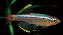 唐鱼 白云金丝鱼Tanichthys albonubes