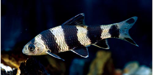 华鳈 Sarcocheilichthys sinensis