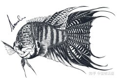 China中国原生鱼——水中斗兽“中国斗鱼”